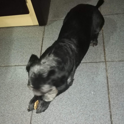 Negrito
