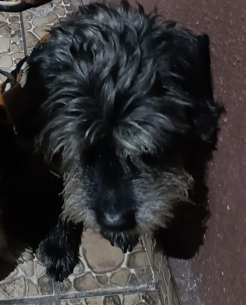 Negrito