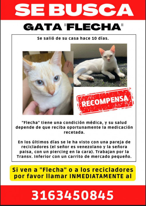 Flecha