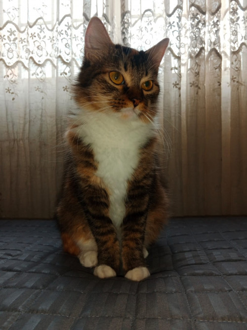 Atenea