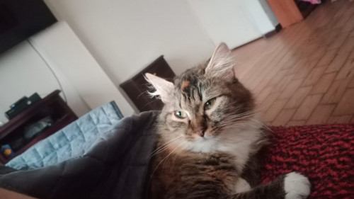 Atenea