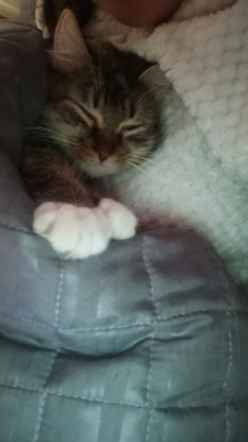 Atenea