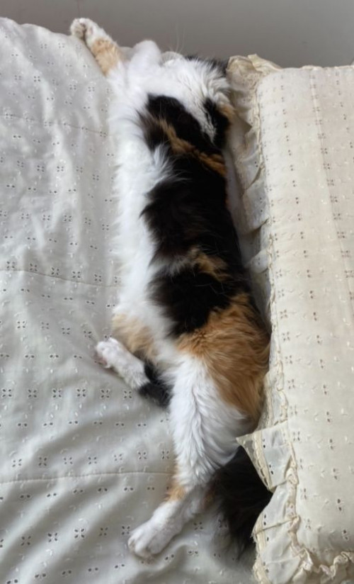 Mía