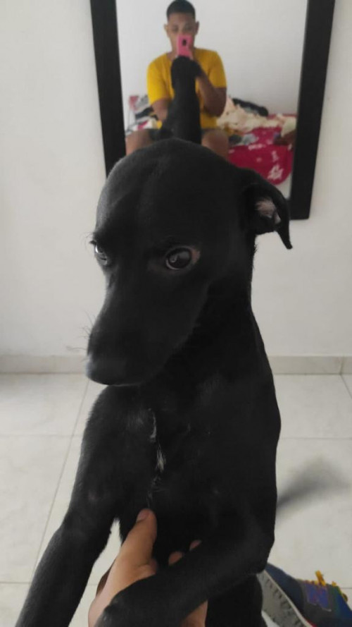 Simba