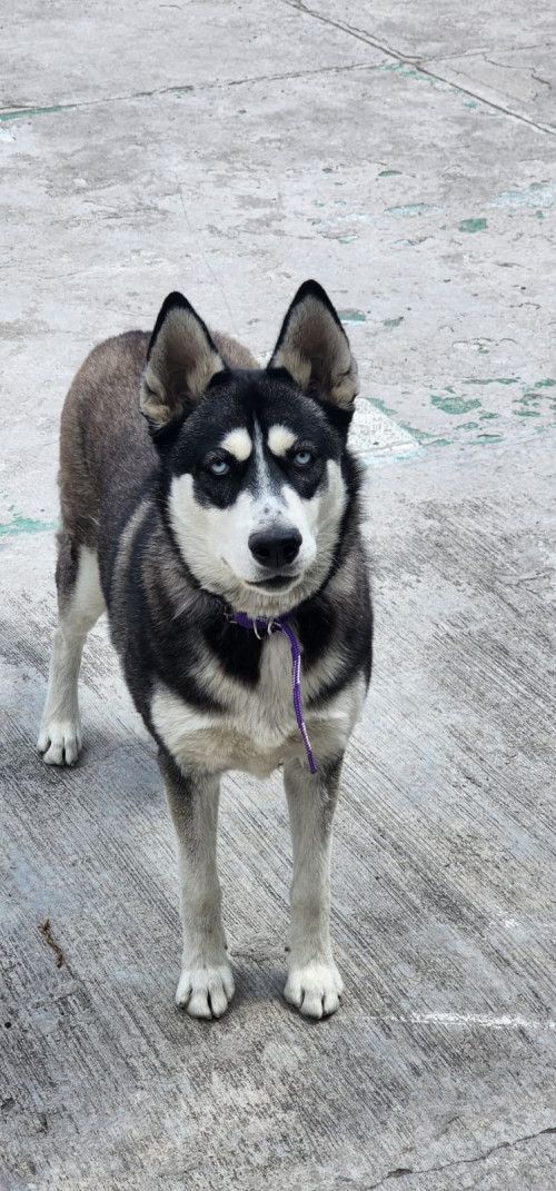 Cyra