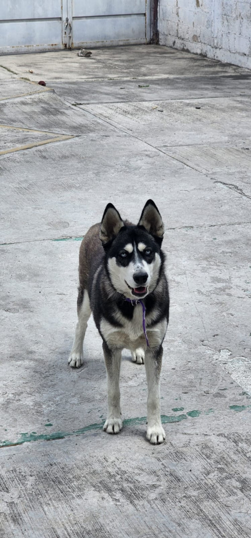 Cyra