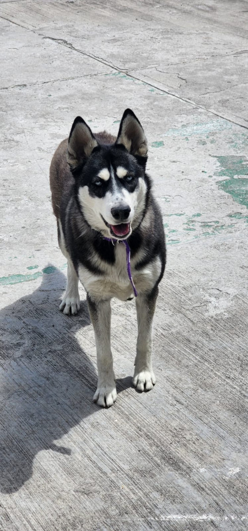 Cyra