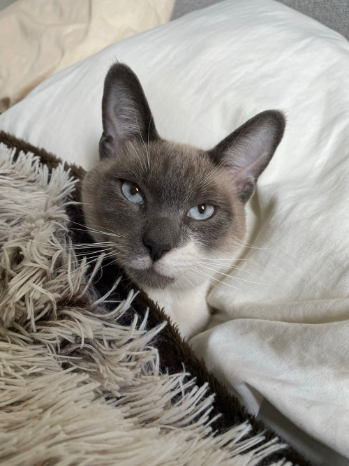 Milo