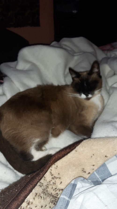 Thai