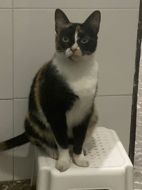 Manchitas