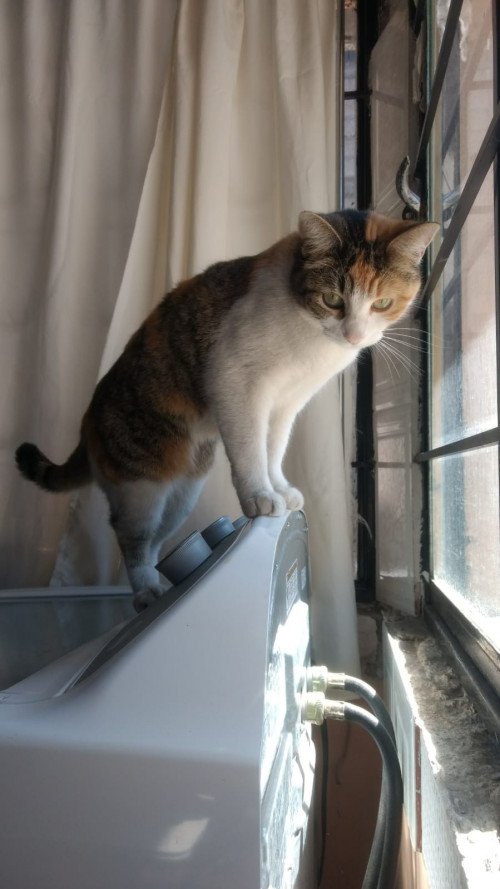 Silvi