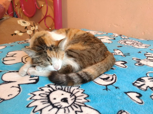 Silvi