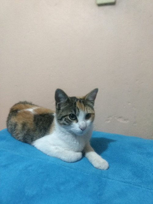 Silvi