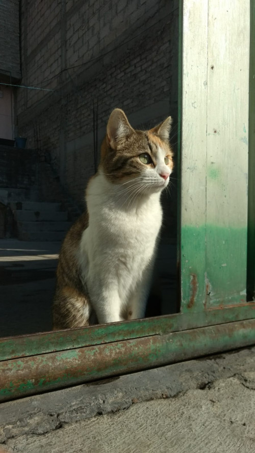 Silvi