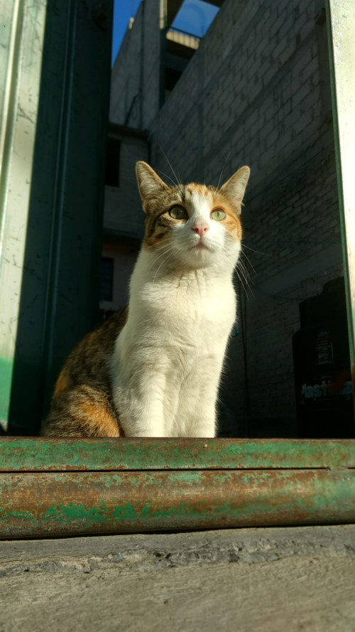 Silvi