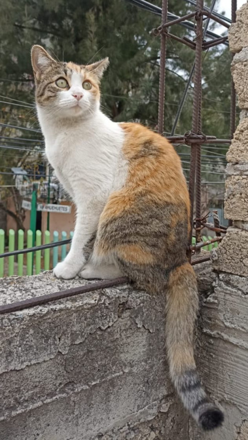 Silvi