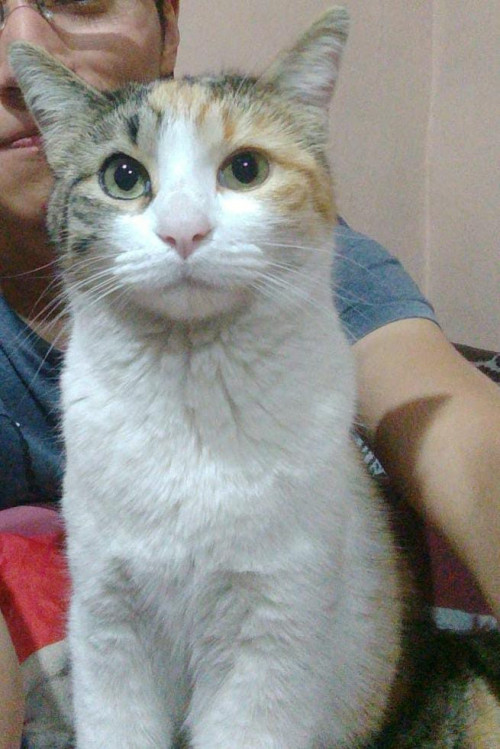 Silvi