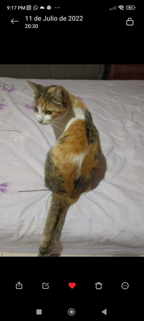 Silvi
