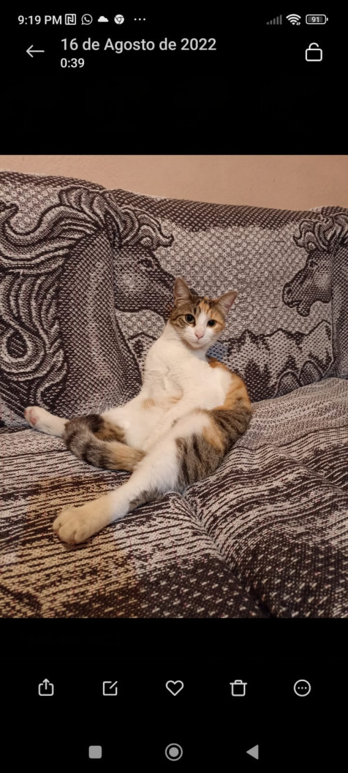 Silvi
