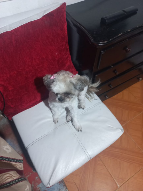 Alegría