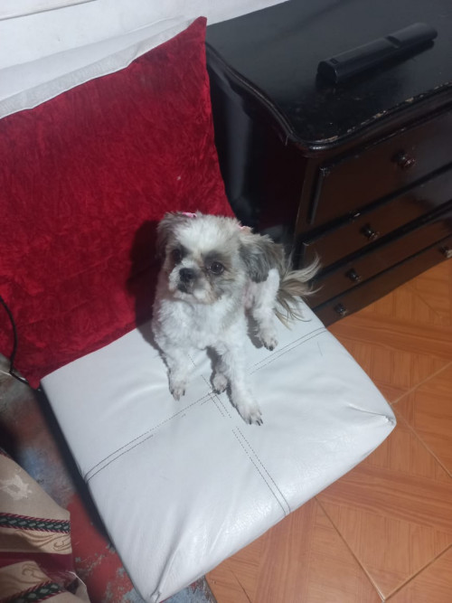 Alegría