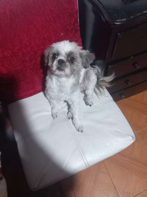 Alegría