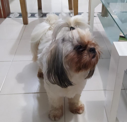 Toffee