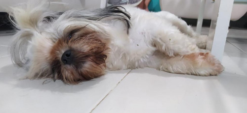 Toffee