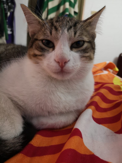 Ruffy Roberto