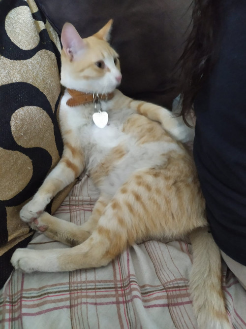 Leonila