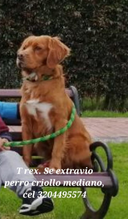 T Rex