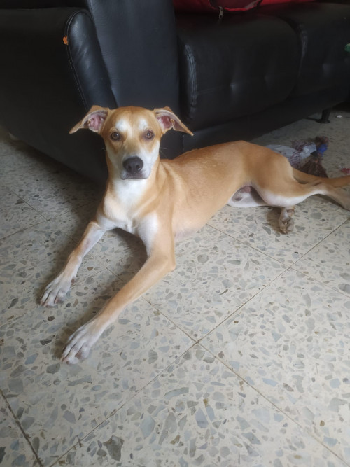 Tonny