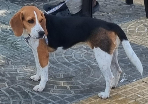 Lulú