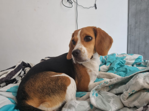 Lulú