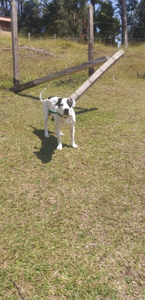 Jeico