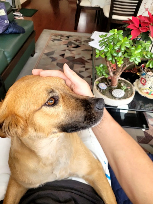 Niña O Mona