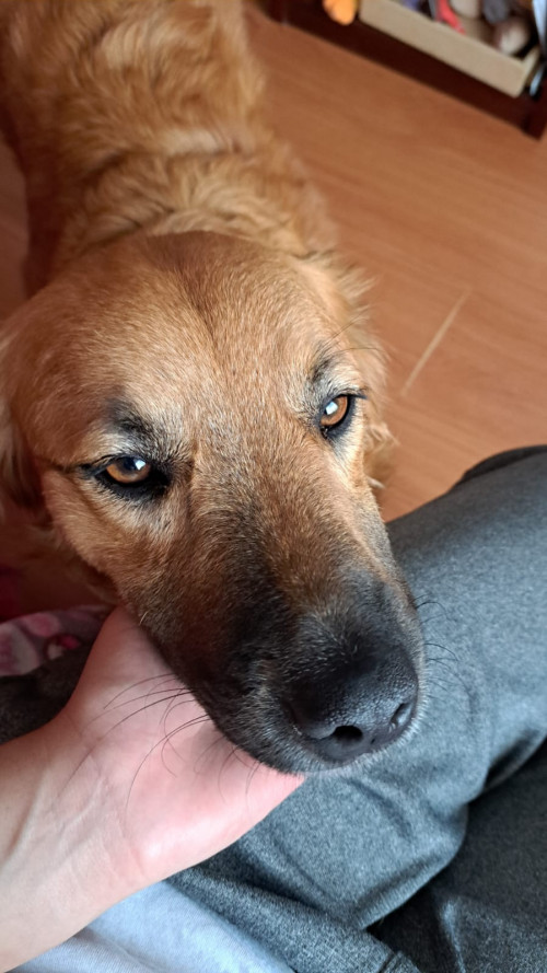 Niña O Mona
