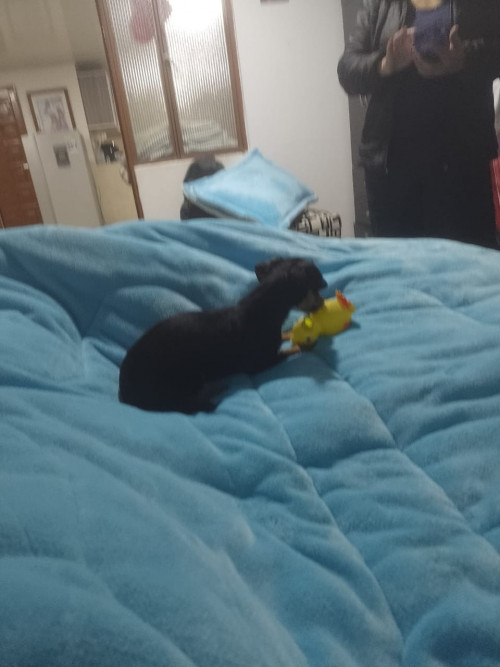 Rocky