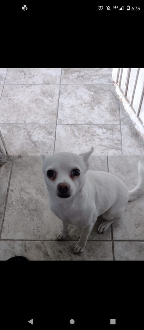 Paloma