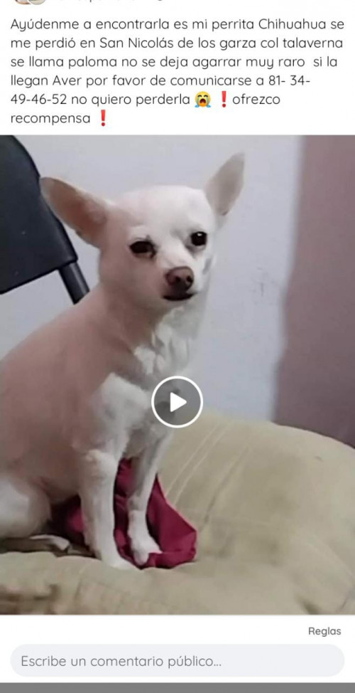 Paloma