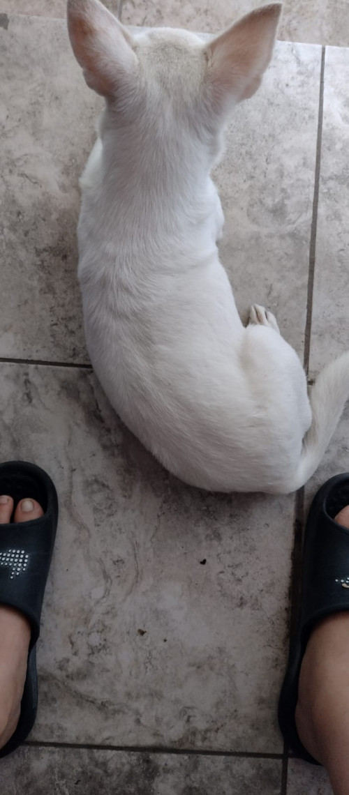 Paloma