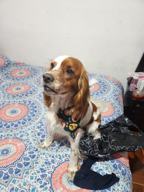 Max
