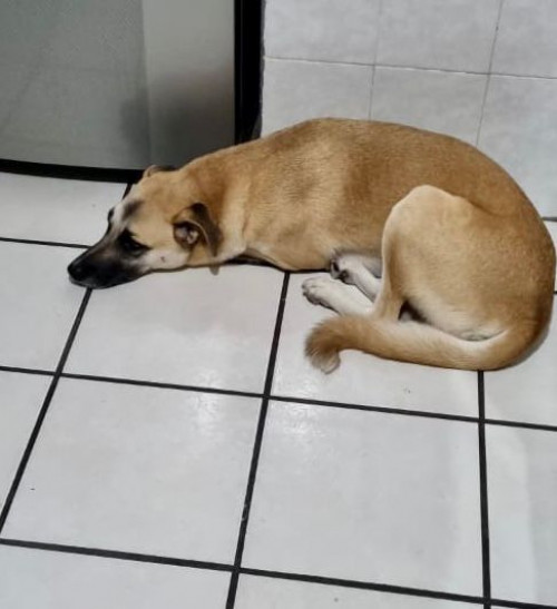 Gordo