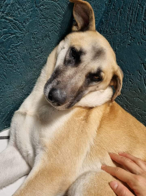 Gordo