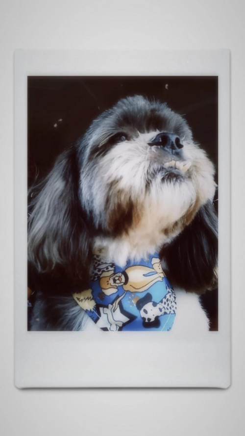 Bruno