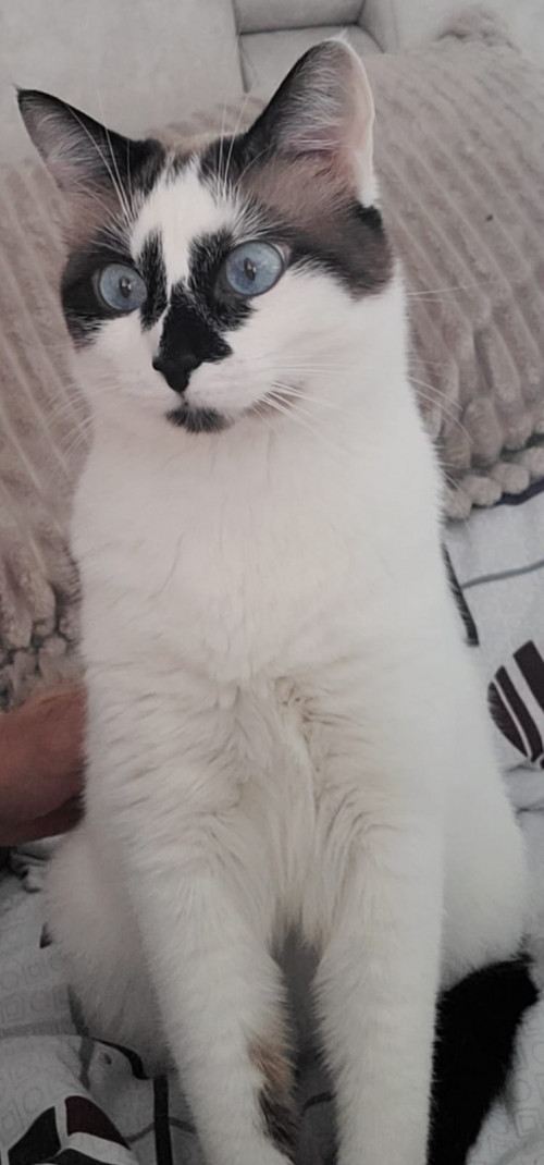 Kiara