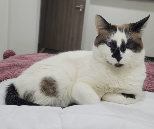 Kiara