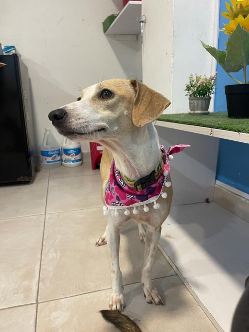 Lucerito