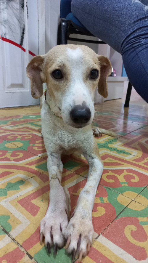 Lucerito