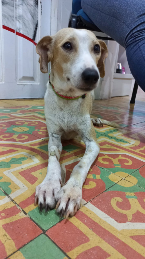 Lucerito